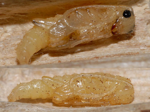 ブロイニングカミキリの蛹