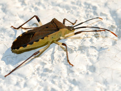 キバラヘリカメムシ
