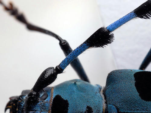 ルリボシカミキリの触角