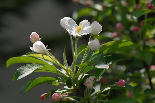 ヒメリンゴの花