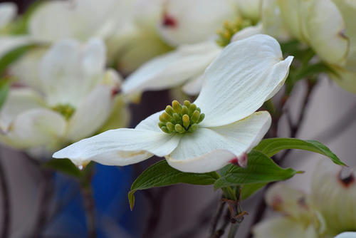 ハナミズキの花