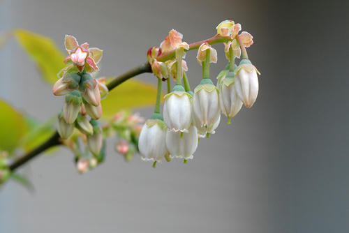 ブルーベリーの花