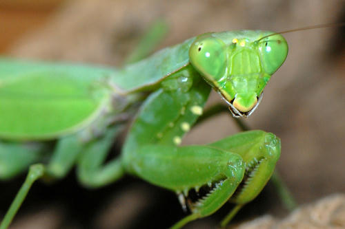 ハラビロカマキリ