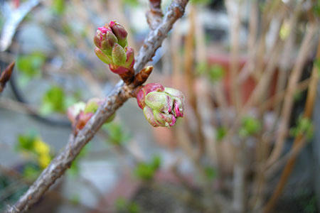 我家の桜（蕾）