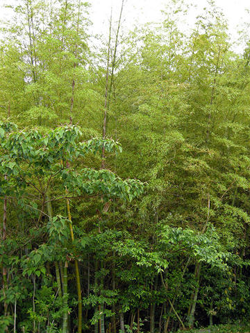 竹の秋＠2009