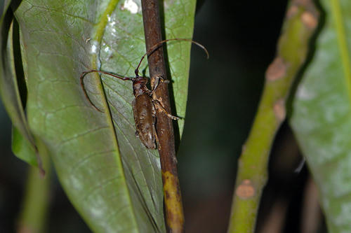 チャイロヒゲビロウド♀