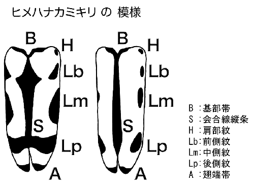 ピドニア翅鞘模様