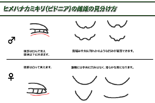ピドニア雌雄