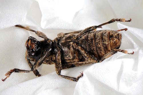 ナガゴマフカミキリ腹面