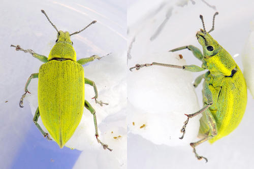 ♪オマケは楽しいゾウムシかも｜自堕落におれば涼しき二階かな