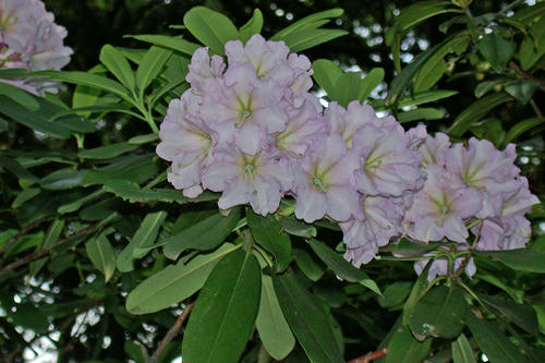 アンダー気味の花