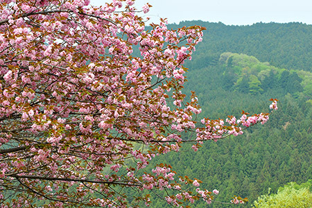 八重山桜