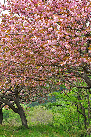 八重山桜