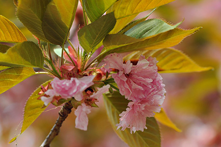 八重山桜