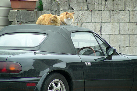 屋根の上の猫