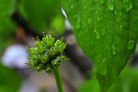 waterdrops