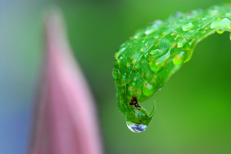 waterdrops