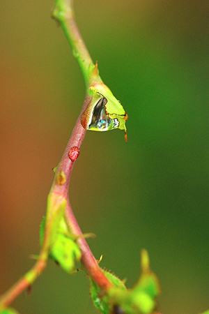 waterdrops