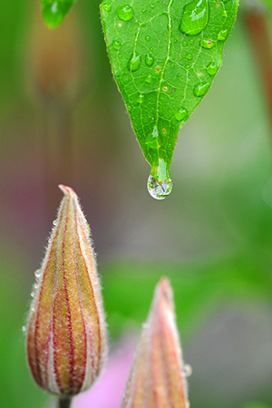 waterdrops