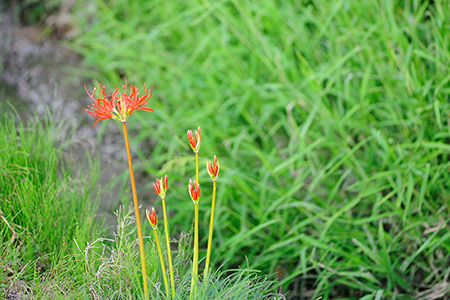 曼珠沙華