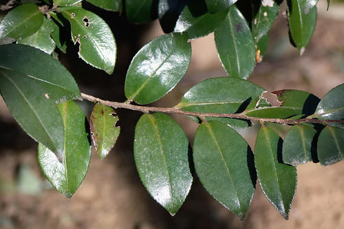 サザンカ 山茶花 a 枯れ木も山の賑わい