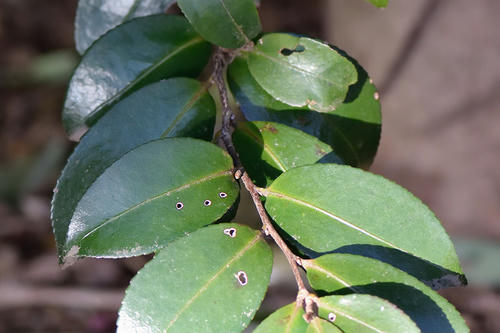 サザンカ 山茶花 b 枯れ木も山の賑わい