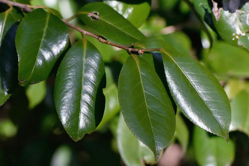 ヤブツバキ 薮椿 ツバキ a 枯れ木も山の賑わい