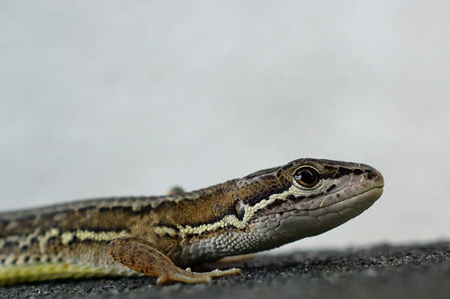 ニホンカナヘビ_17629a-b｜自堕落におれば涼しき二階かな