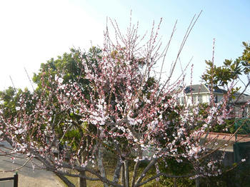 P1000979_025.JPG