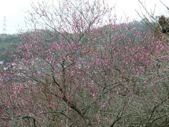 P1050148_025.JPG