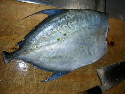 やや珍味 ナンヨウカイワリの刺身 楽しく美味しくアウトドア