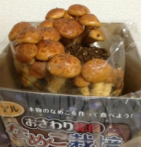 nameko2.jpg