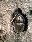 カブトムシ