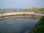 野池（下）池揚げ①