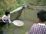 稚魚池Ｋａの網曳き