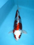 2009関西大会
