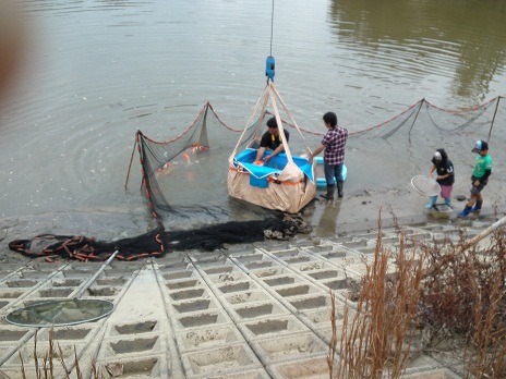 Ｈ２３池揚げ　５