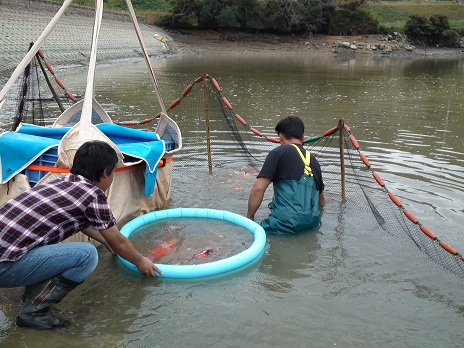 Ｈ２３池揚げ　６