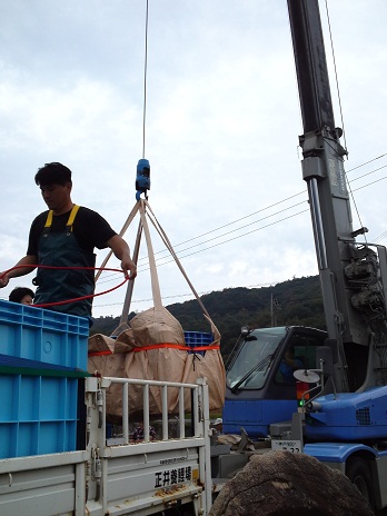 Ｈ２３池揚げ　８