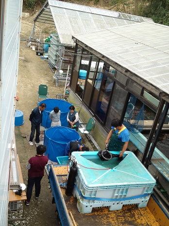 Ｈ２３池揚げ　８