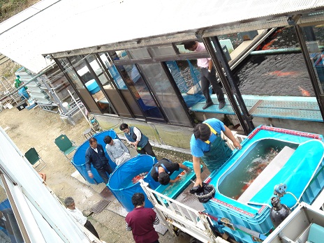 Ｈ２３池揚げ　１０