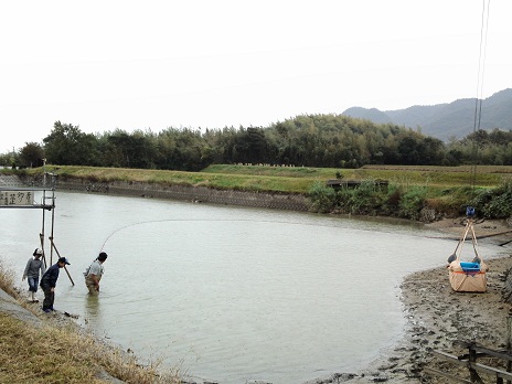 Ｔ池揚げ１１月５日
