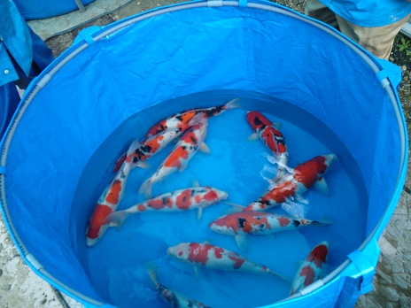 Ｔ池揚げ５日雨