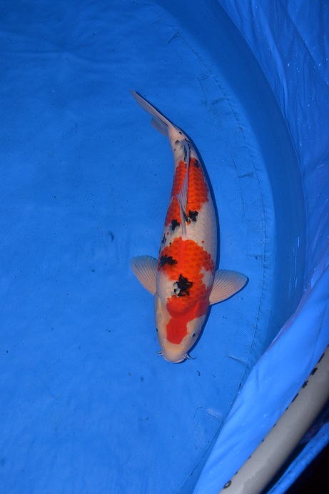 Ｈ２３　二歳みよの