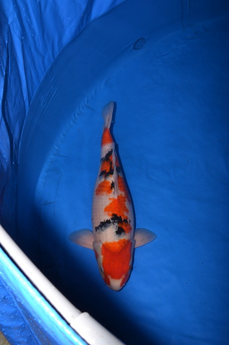 Ｈ２３　二歳みよよ