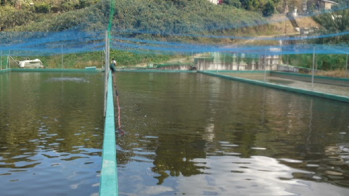 稚魚池最終網曳き①
