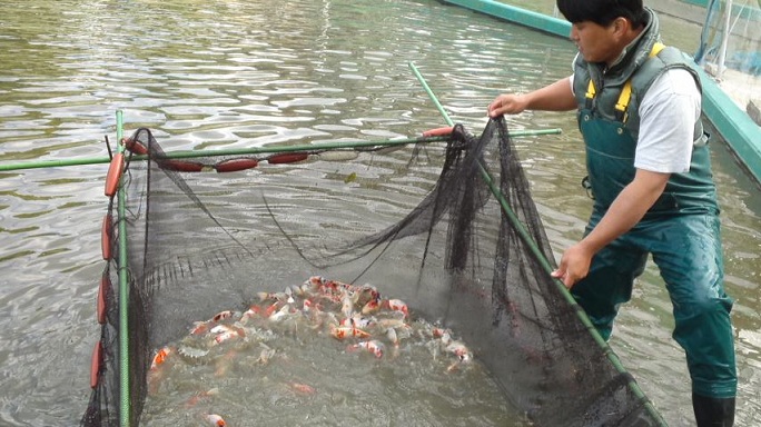 稚魚池最終網曳き②