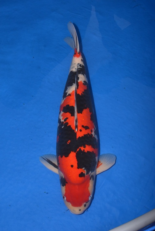 Ｈ２３年　玄武