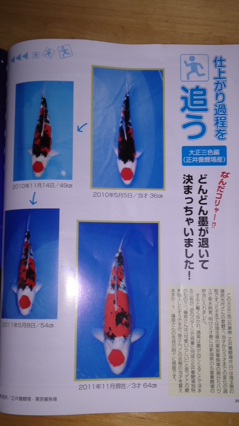 月刊錦鯉　２０１１年12月号記事