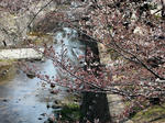 sakura2009.jpg